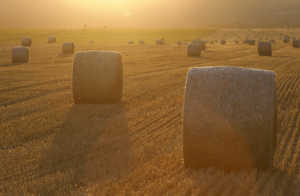 straw bales